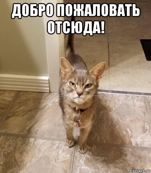 Кот добро пожаловать