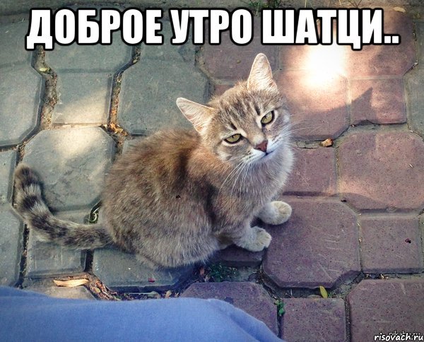 Доброе утро кисонька