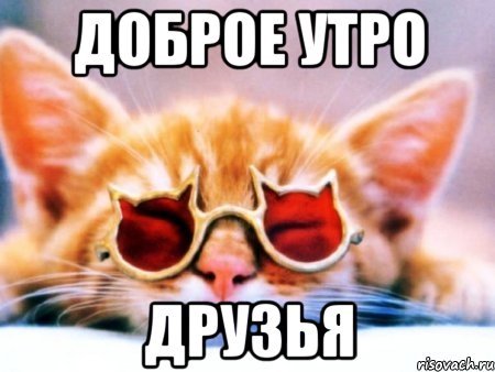 Доброе утро мемы с котами
