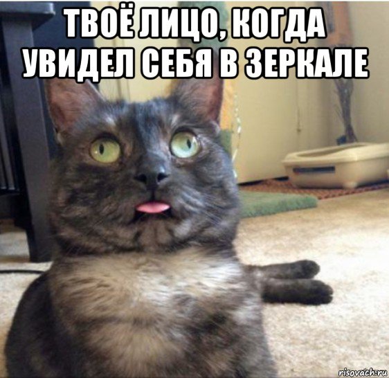 Сильный кот Мем