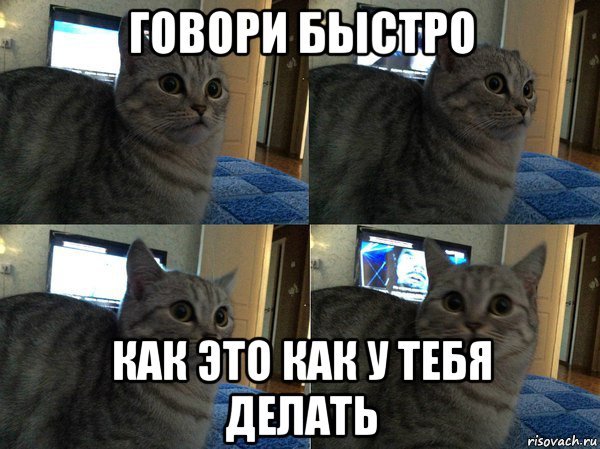 Говорящий кот Мем
