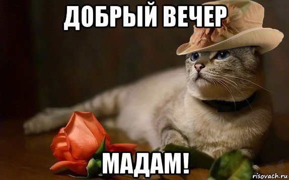 Добрый вечер сударыня
