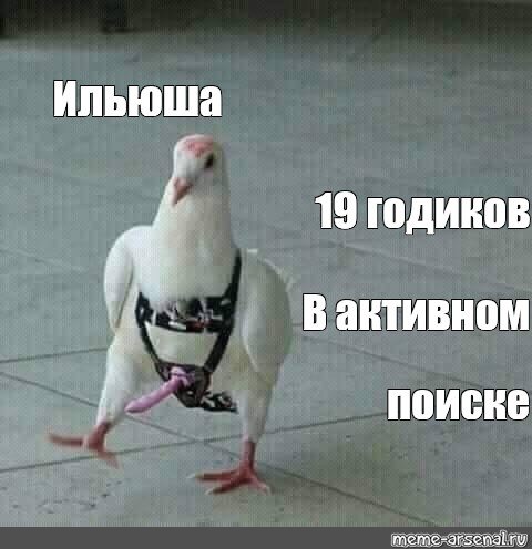 В активном поиске прикольные картинки