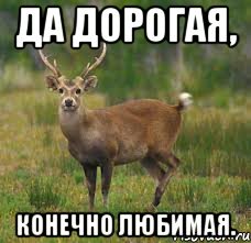 Олень да дорогая