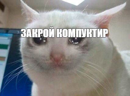 Мемы с ревущим котом