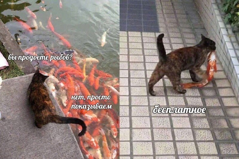 Мемы про рыбов и котов (48 фото) » Юмор, позитив и много смешных картинок