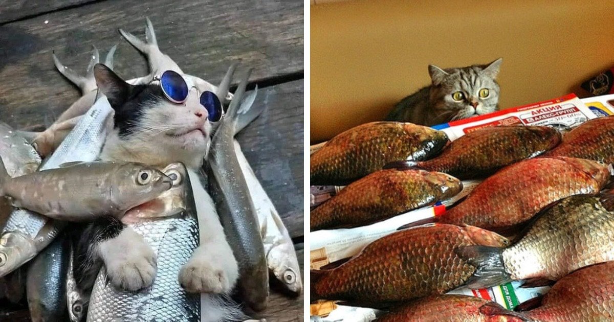 Котам рыбов. Кот с рыбой. Красивое кот и рыба. Кот и много рыбы. Коты на Рыбном рынке.