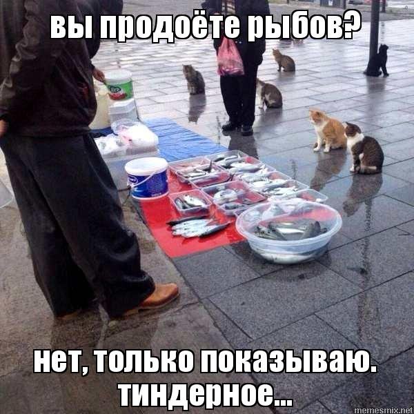 Мемы про рыбов и котов (48 фото)