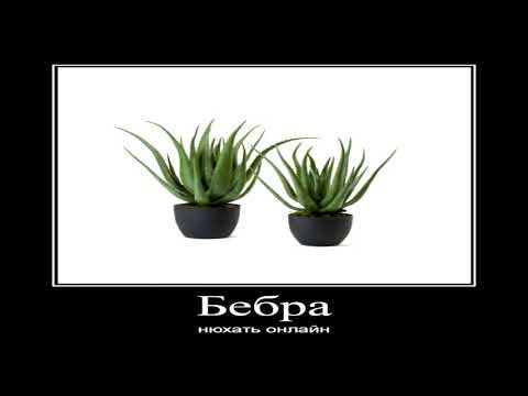 Бебра занюхана