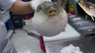 Мир наизнанку Япония рыба фугу