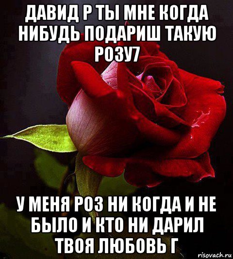 Ты роза Мем
