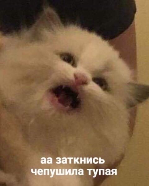 Орущий котик Мем