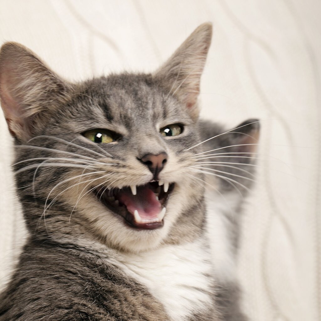 Звуки орущих котов слушать. Кот мяукает. Эмоции кошек. Смешные кошачьи морды. Кричащий кот.