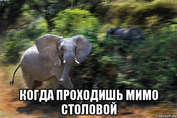 Мемы про слоненка