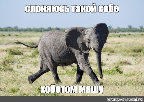 Покажи слоника Мем
