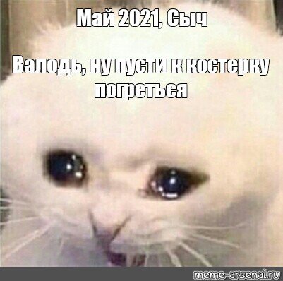 Приколы про котов 2021