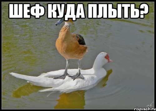 Плыву Мем
