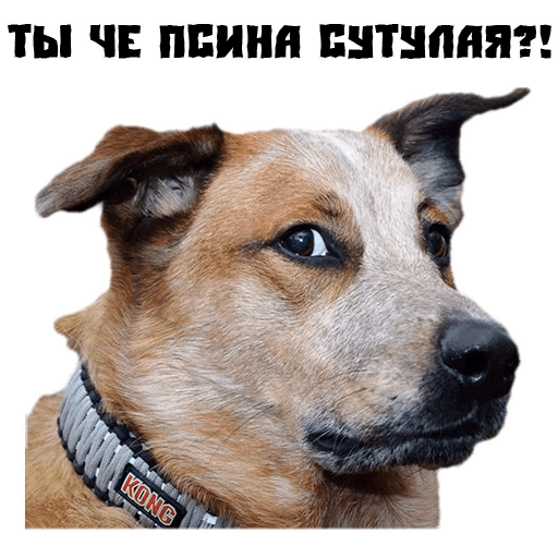 Собака ты сутулая