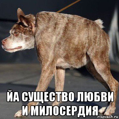 Мемы про собаку сутулую