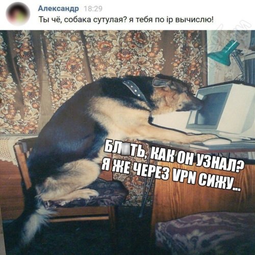 Собака сутулая за компом