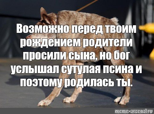 Мемы про собаку сутулую