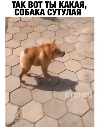Мемы про собаку сутулую