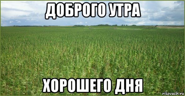 Добрый день Мем