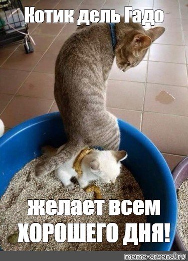 Кот нагадил в мультиварке