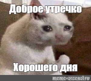 Доброе утро кот Мем
