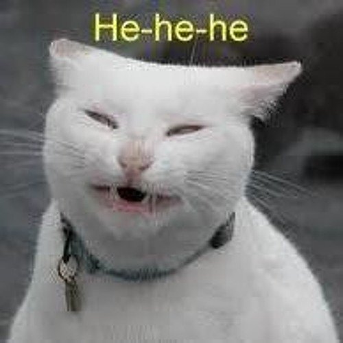 Котик хехе