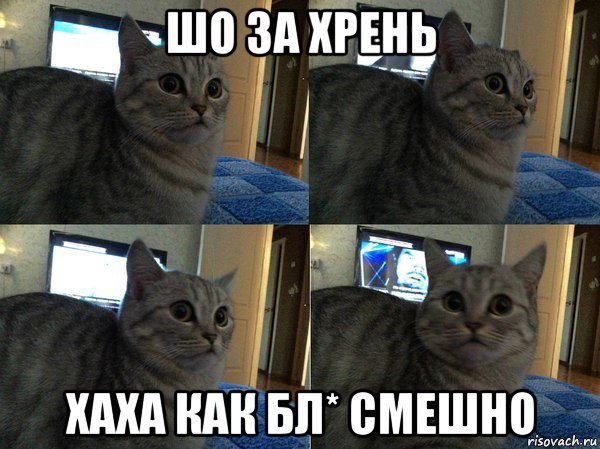 Кот хехе