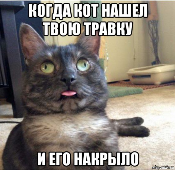Стресс Мем кот