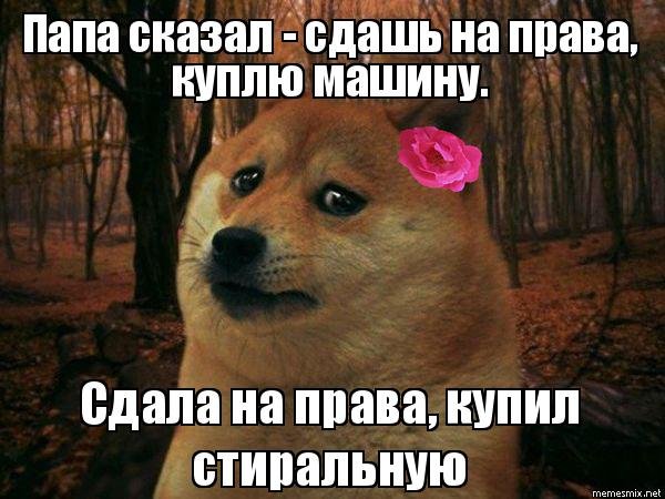 Мемы с грустной собакой