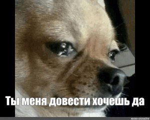 Собака плачет Мем