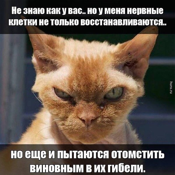 Нервная система прикол