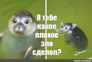 Тюлень Мем обиженный