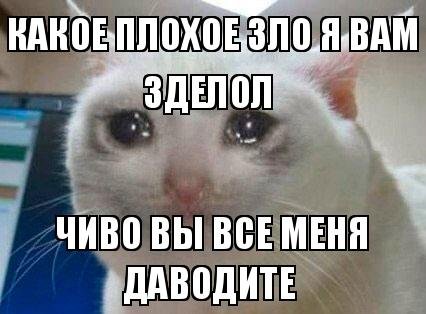 Британская кошка плачет