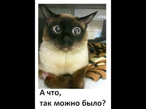 Мистер Бин гонщик