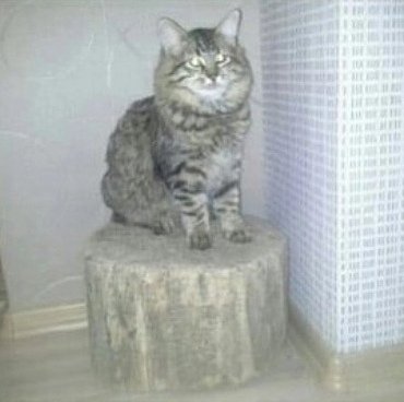 Кузя помнишь