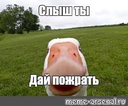Котик в пиратской шляпе