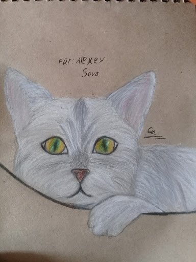 Алексей Сова мемы с котами