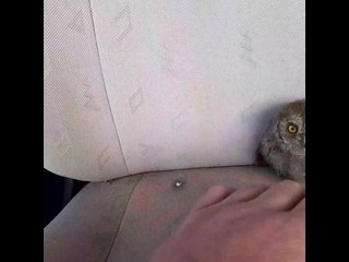 Луис Уильям Уэйн кошмар кошки
