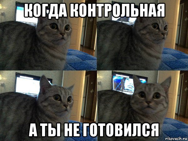 Мемы про котов 2019