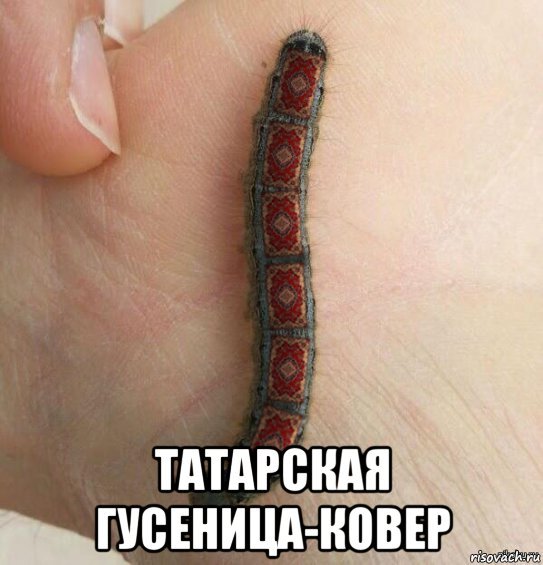 Мемы про гусениц
