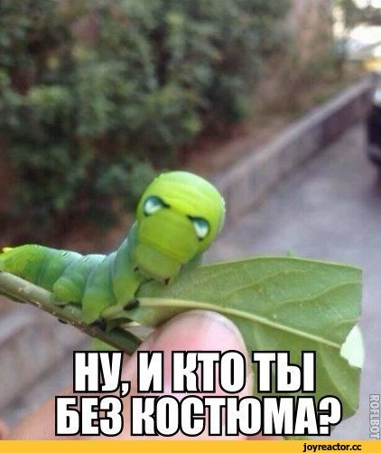 Гусеница Мем