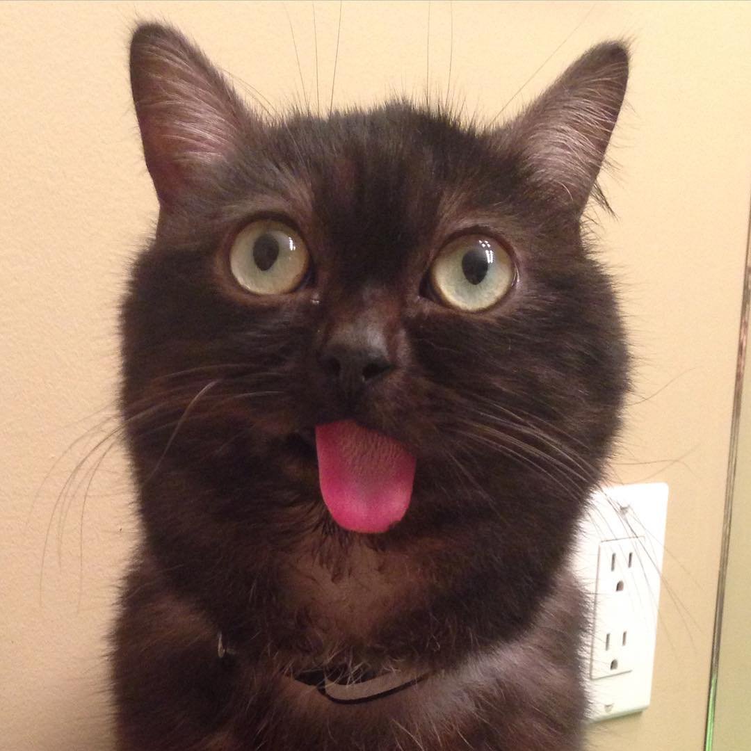 Язык мемов. Упоротые коты. Кошка с высунутым языком. Черный кот с высунутым языком. Упоротый кот с высунутым языком.