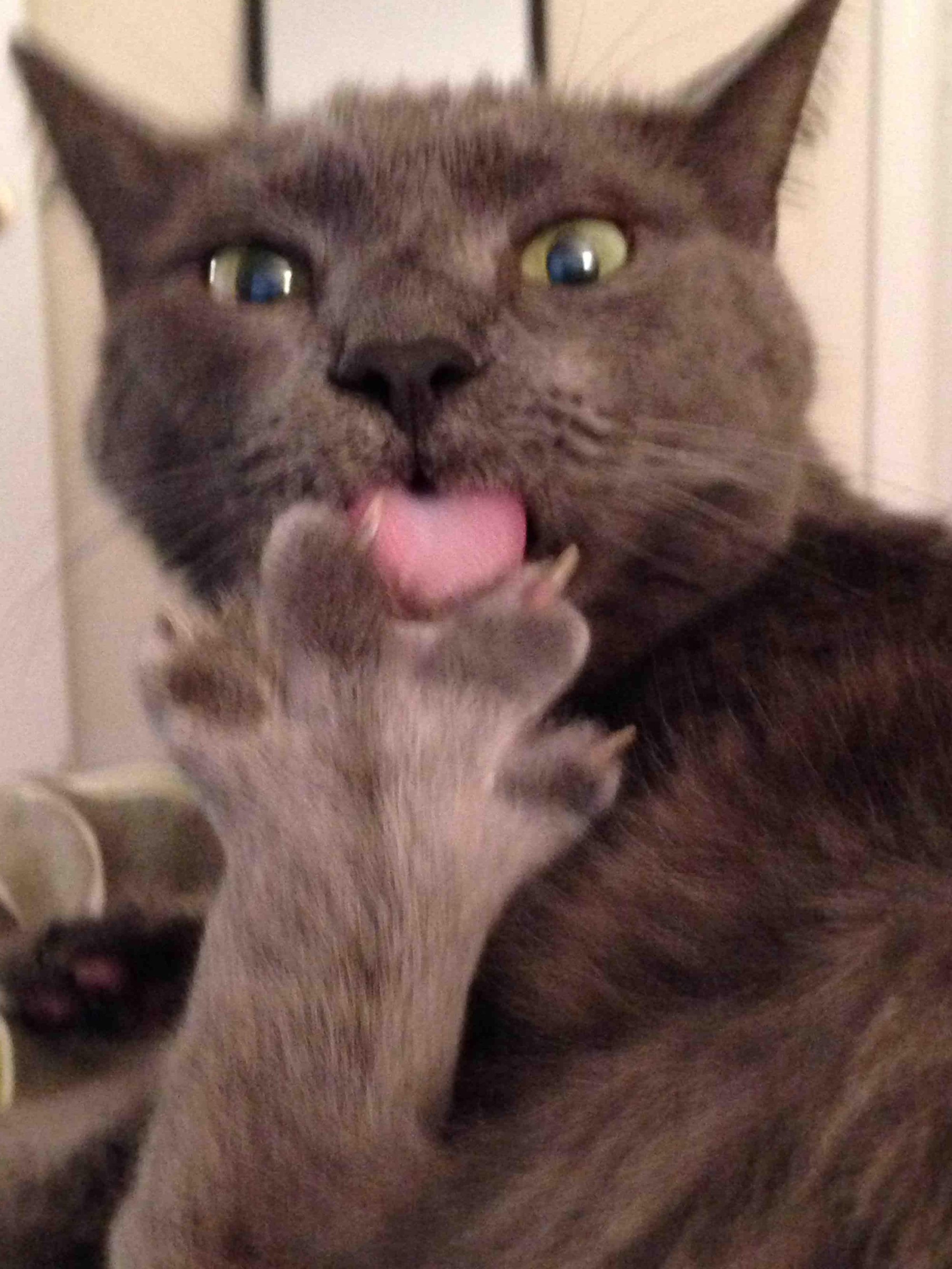 Мемы про кота с языком (45 фото) " Юмор, позитив и много сме