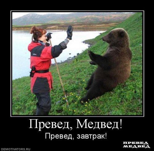 Превед медвед картинки