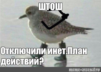 Так блэт птичка Мем