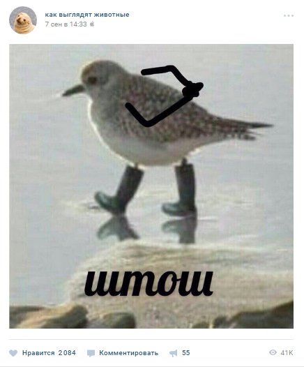 Птица злица Мем